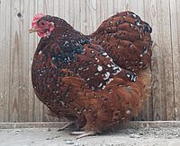 x50rqvuiowa1zihf2sfydjovn93omoga.jpg