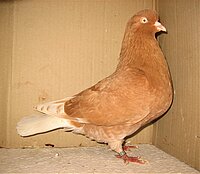 wo085oizinad92tc4xhd6kivaliq4914.jpg