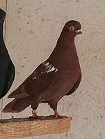 sii9kro4hl0isrc0inidze9vuo3wuc5f.jpg
