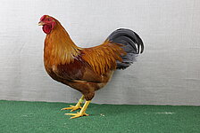 image-679