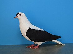 image-87