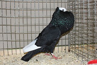 image-309