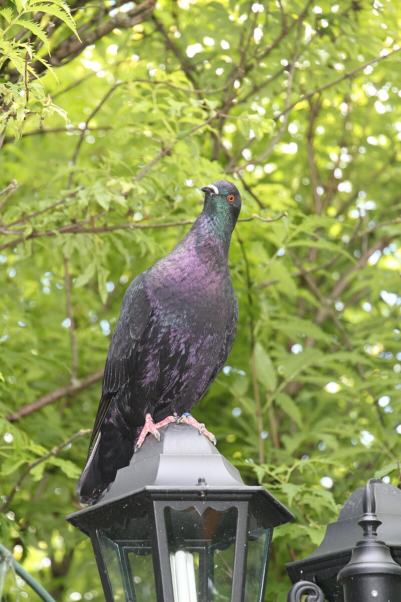 Glanztaube auf der Laterne