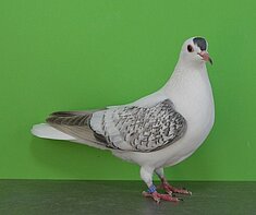 image-77