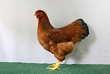 image-680