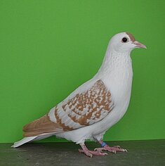 image-82
