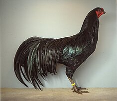 image-143