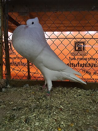 image-318