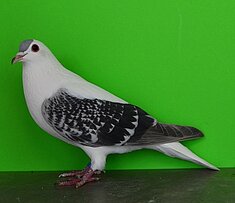 image-88