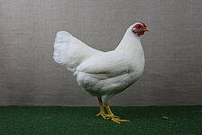 image-671