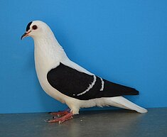 image-86