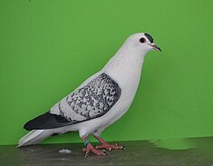 image-78