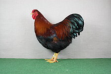 image-669