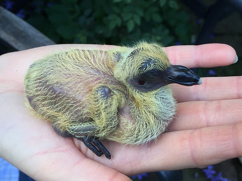 junge hoffnungsvolle Glanztaube auf der Hand des Züchters