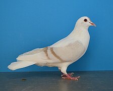 image-84